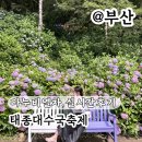 구두119 운동화빨래방 | 태종대수국축제 실시간 다누비열차 타려고? 글쎄