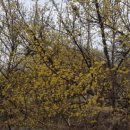 주읍리산수유꽃마을 이미지