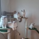 (주)홀썸바이오 | 강추) 반려동물 탈취제 &#34;홀썸바이오 오더프리&#34;