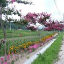 백일홍명품길 이미지