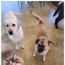 애견카페왕 이미지