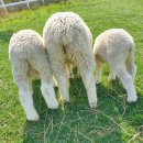 큰언덕목장 이미지