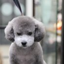 강아지 마법사 골드맘 이미지