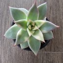 별따오기 이미지