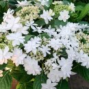 웨딩드레스 수국 이미지