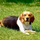 폴라동물병원 이미지