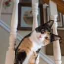 에코동물병원 이미지