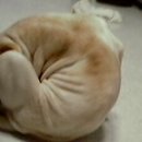 공굴러 가유 이미지