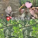 인도네시아 발리 우붓 몽키포레스트 원숭이와 찍는 셀카 소지품 루팡 당한 솔직 후기