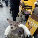 춘이김밥 | 2025 케이펫페어-송도 방문 내돈내산 후기