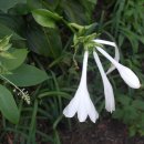 하늬바람 이미지