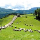 새삼목장 이미지