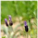 진동초등학교 이미지