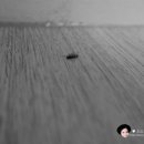 페스트제로
