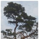 푸른조경 이미지