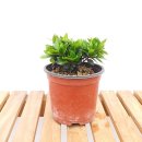 그린피아 이미지