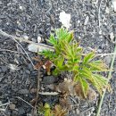 산야초영농조합 이미지