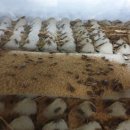 큐리농장 이미지