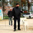 제9회 대한애견연맹 전국 우수진돗개전람회 자견암수조 수상사진 -1- 이미지