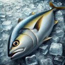 일성 | [노량진 수산시장] 대방어 맛집 “일성수산” 내돈내산 비교후기 | 방어시세·가격·포장·배달...