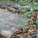 선부동 지석묘군 이미지