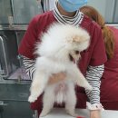 목감동물병원 | [일상] 반려견, 강아지 내장칩 정보변경/동물등록증/수컷 강아지 중성화수술 후기(feat. 목감시티동물병원)