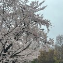 세븐일레븐전주대스타점 | 세븐일레븐 추성훈 스무디 전주대 방문 썰