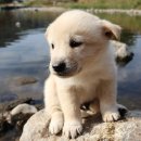 신한동물병원 이미지