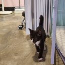 창원 중앙동 오거리 유기묘 고양이 카페 봉순이네 방문 후기