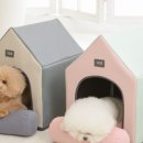 에브리데이 펫 이미지