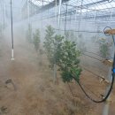 청송군농업기술센터 | 경북도, ‘2026년 재해대응형 과수 재배시설 구축 지원(시범)’ 공모사업에 청송군 20개소 선정