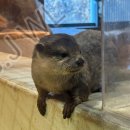 수달앤쥬 이미지