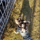 동백 숲속애견랜드 이미지