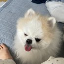 개나리 멍멍 이미지