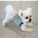 김해애견호텔 강아지유치원 맘바이 김해점 | 김해애견호텔 추석 호텔링은 맘바이에서 해결해요