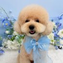 멍구르르 이미지