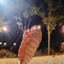 소리의섬 | 충주 캠핑장 :) 소리의섬 캠핑장 내돈내산 솔직후기/ 아이와 가기좋은 뷰좋은 캠핑장 추천, 명당 자리 공유