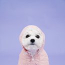 코지코너스튜디오