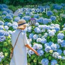 혼인지 | 6월 제주도 동쪽 제주 혼인지 수국 후기