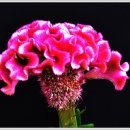 염창초등학교 이미지