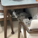 (3/21) 새모양 썬캐처 만들기 | 댓글 쓰라고, 새 포스팅 써 왔잖아!