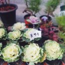 진스플라워 - 수원시 팔달구 효원로 257 | 진스플라워