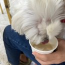 디어마이메이플(Dear My Maple) | 답십리 카페 ㅣ 디어 마이 메이플 (Dear my Maple) 애견 카페, 강아지 수제 간식 카페