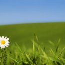 꽃그리고 이미지