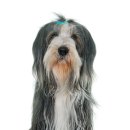 계산동물병원 이미지