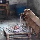 옹기종기 이미지