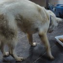 명월일기 이미지