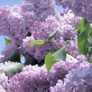 라일락(털개회나무 수수꽃다리 미스킴스라일락, korean early lilac) 이미지