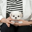 부산강아지분양 미유펫 이미지