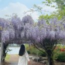 사회복지법인 여수애양병원 | 여수 여행 - 여수 오션뷰 맛집, 카페, 등나무 명소